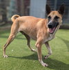 Vander (Soi Dog) - Photo 4