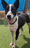 adoptable Dog in San Diego, CA named Cito (Soi Dog)