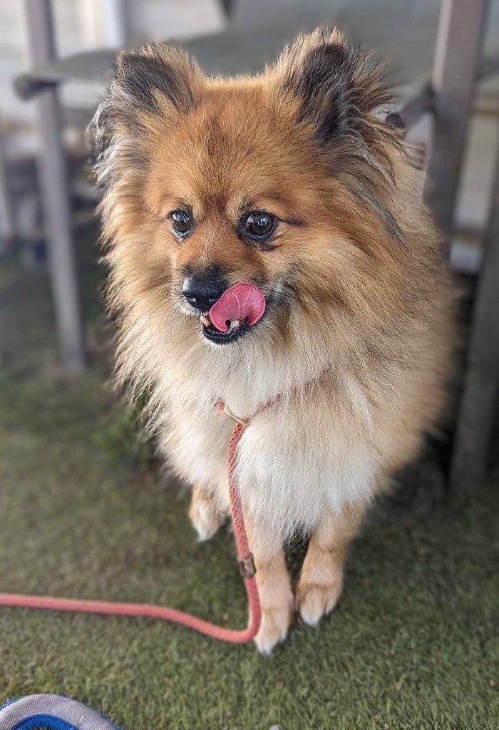 adoptable Dog in San Diego, CA named Gordo