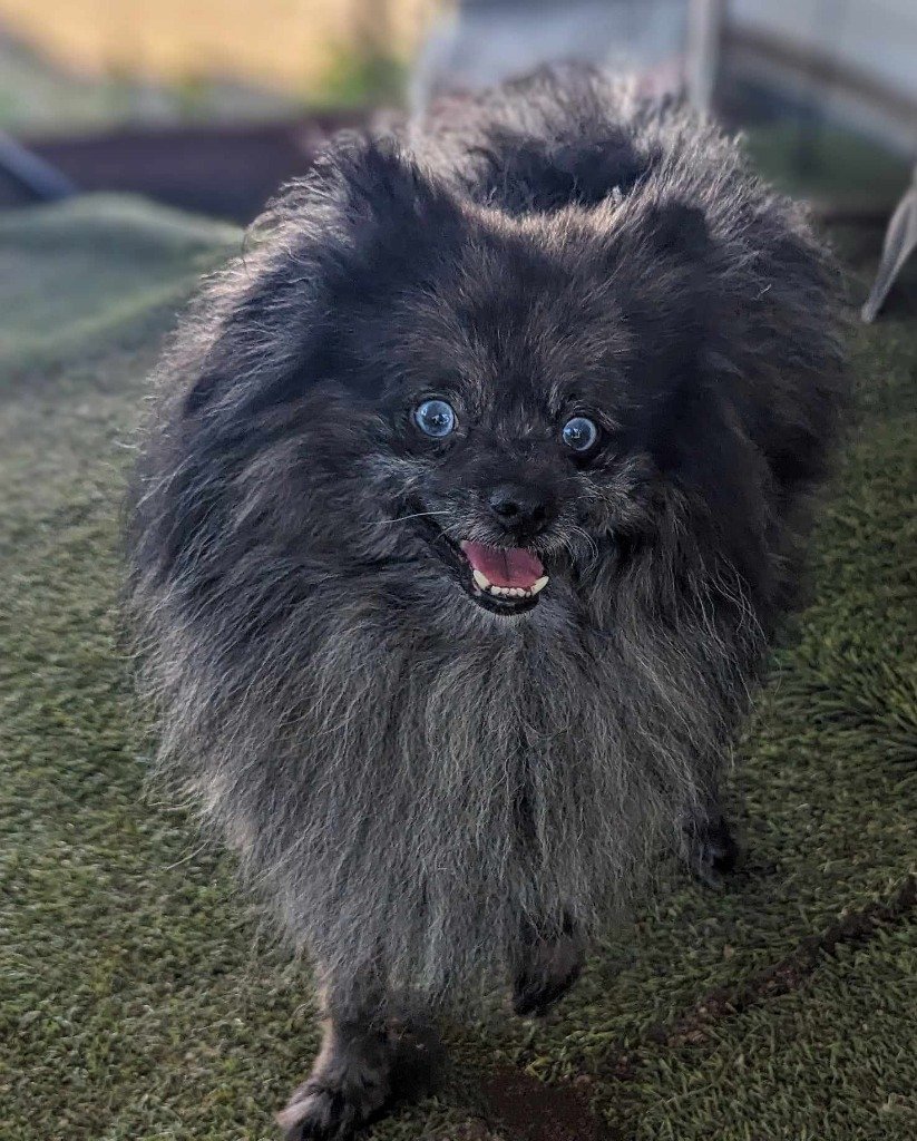adoptable Dog in San Diego, CA named Marlo