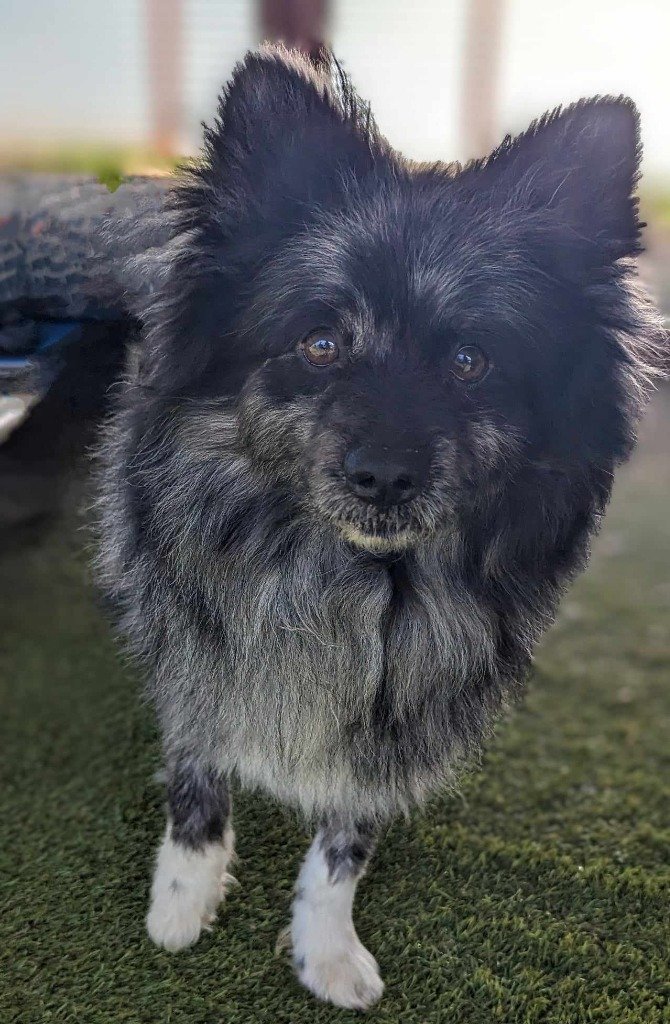 adoptable Dog in San Diego, CA named Marley