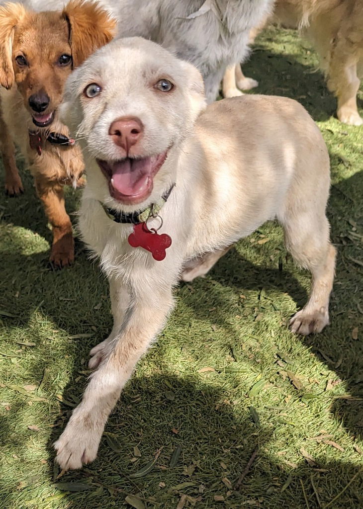 adoptable Dog in San Diego, CA named Mochi