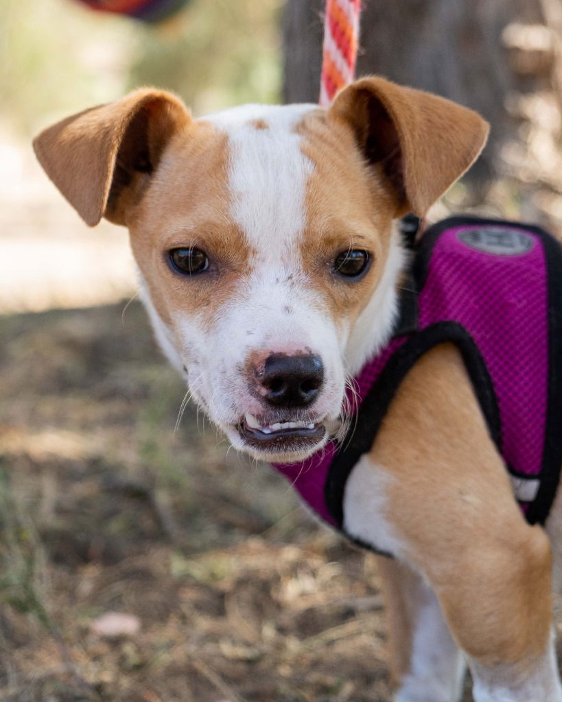 adoptable Dog in San Diego, CA named Backflip