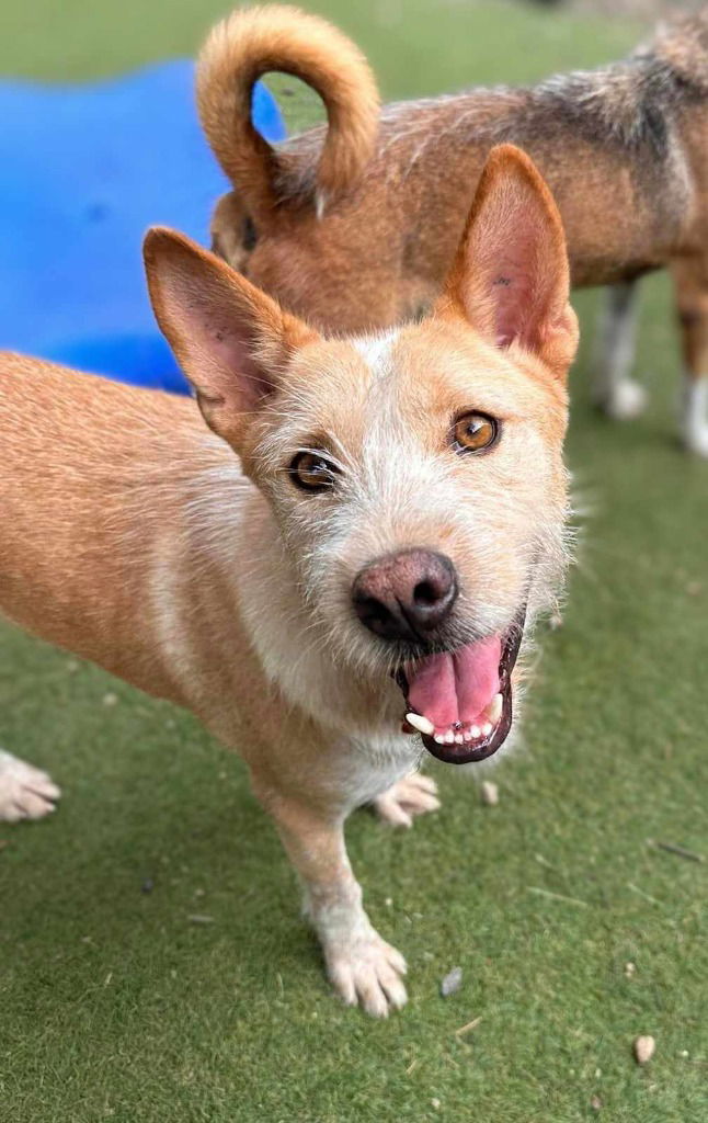 adoptable Dog in San Diego, CA named Nier (Soi Dog)