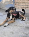 adoptable Dog in San Diego, CA named Petrol (KSAR)