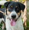 Xylene (Soi Dog) - Photo 1