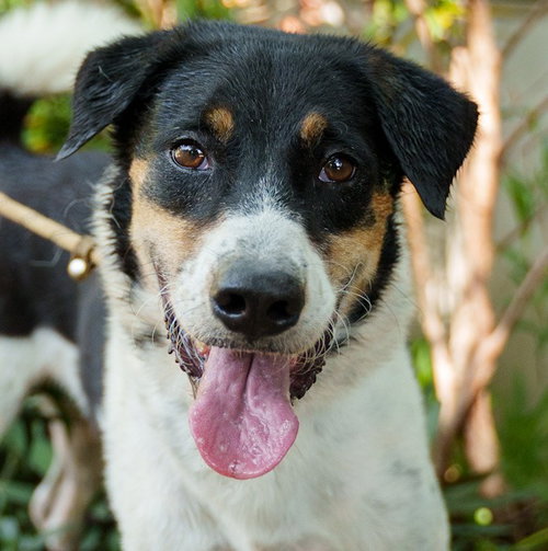 XYLENE (SOI DOG) - Australian Shepherd / Jindo (Korean) available for adoption