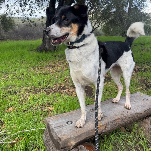 XYLENE (SOI DOG) - Australian Shepherd / Jindo (Korean) available for adoption