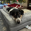 Xylene (Soi Dog) - Photo 3