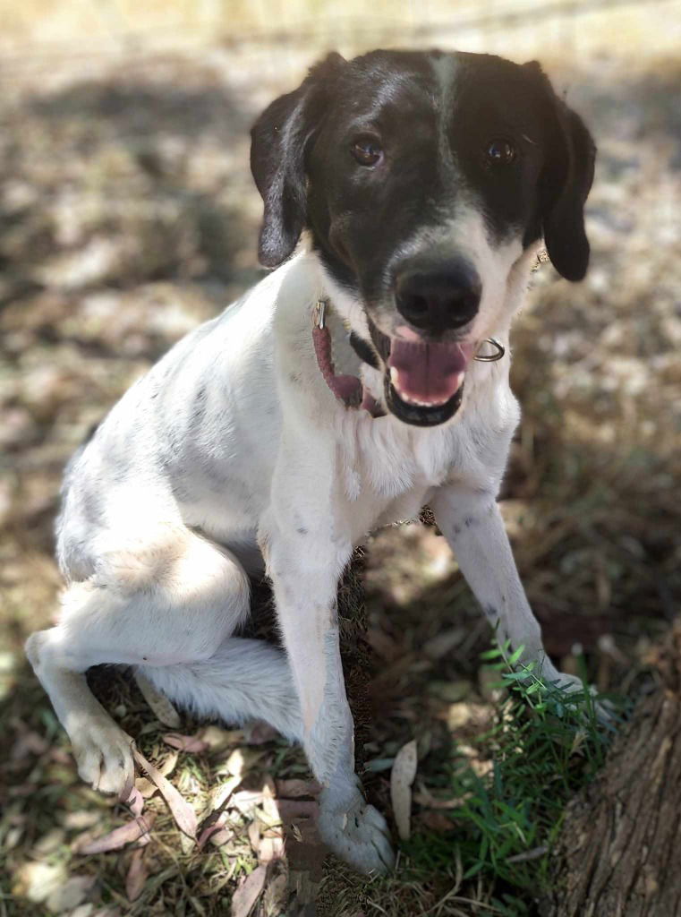 adoptable Dog in San Diego, CA named Angie