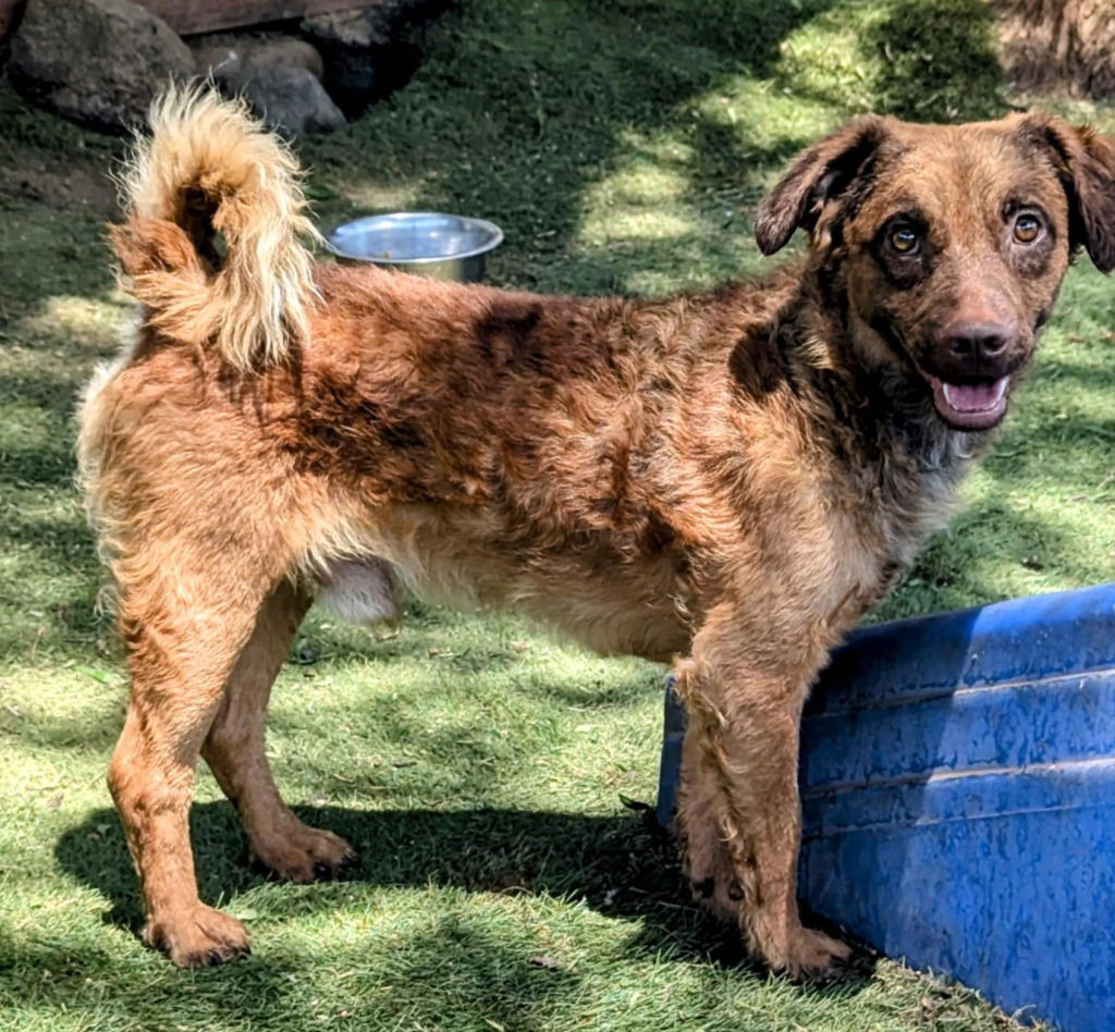 adoptable Dog in San Diego, CA named Giuliano