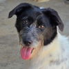 adoptable Dog in  named Guildo (Soi Dog)