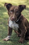 adoptable Dog in San Diego, CA named Kibler