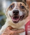 adoptable Dog in San Diego, CA named Pieroni