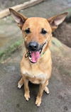 adoptable Dog in  named Pluto