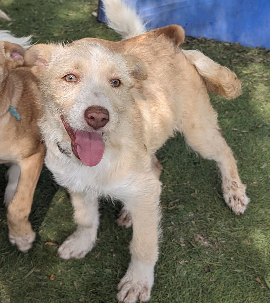 adoptable Dog in San Diego, CA named Soba