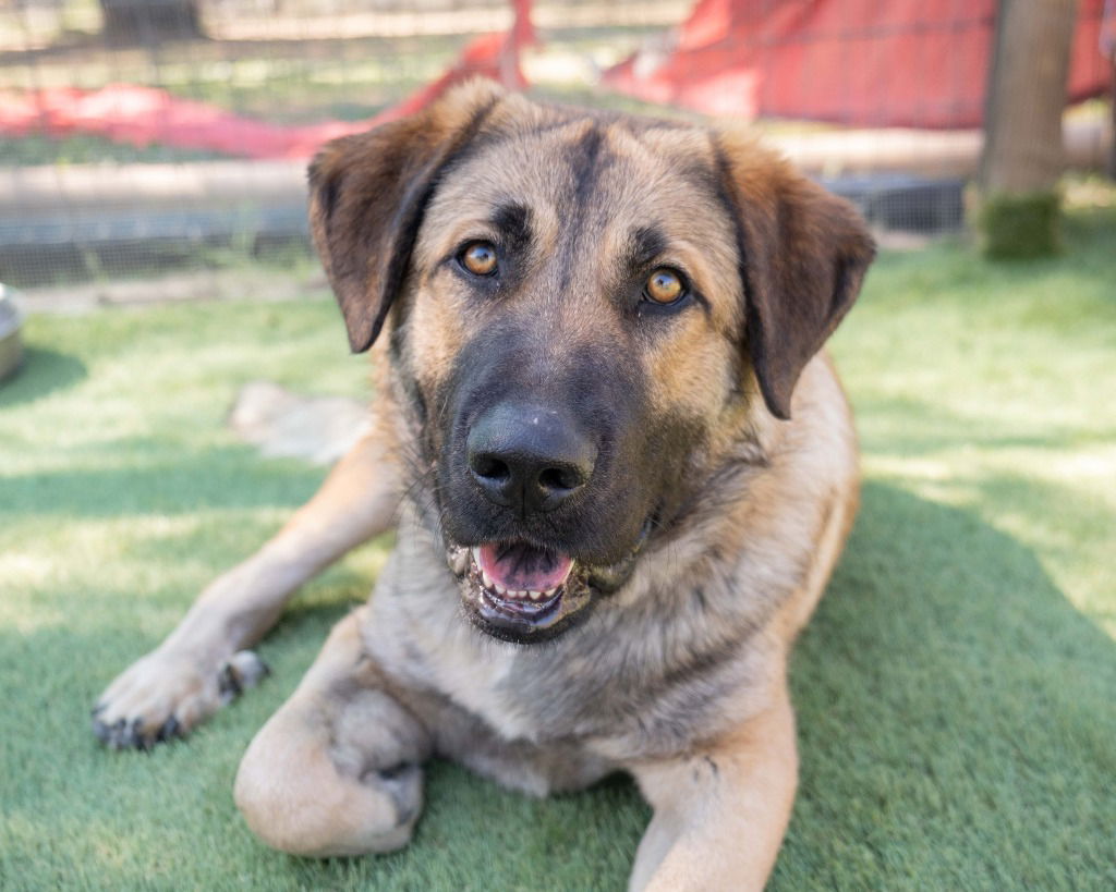 adoptable Dog in San Diego, CA named Simba