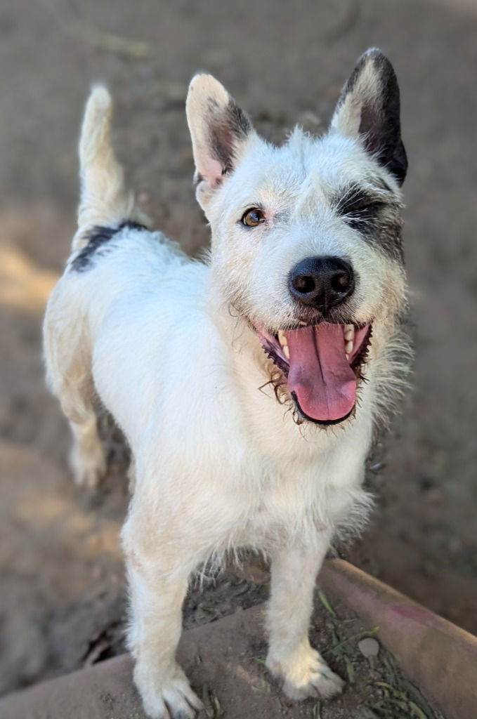 Sririta (Soi Dog)