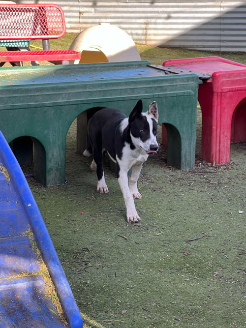 PIAROM - Cattle Dog / Labrador Retriever available for adoption