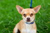 adoptable Dog in  named Buoy
