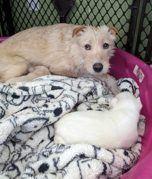 WASABI - Wirehaired Fox Terrier / Labrador Retriever available for adoption