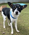 adoptable Dog in  named Guppy
