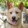 Nier (Soi Dog) - Photo 2