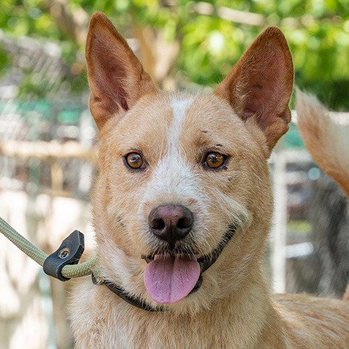 NIER (SOI DOG) - Terrier / Shiba Inu available for adoption