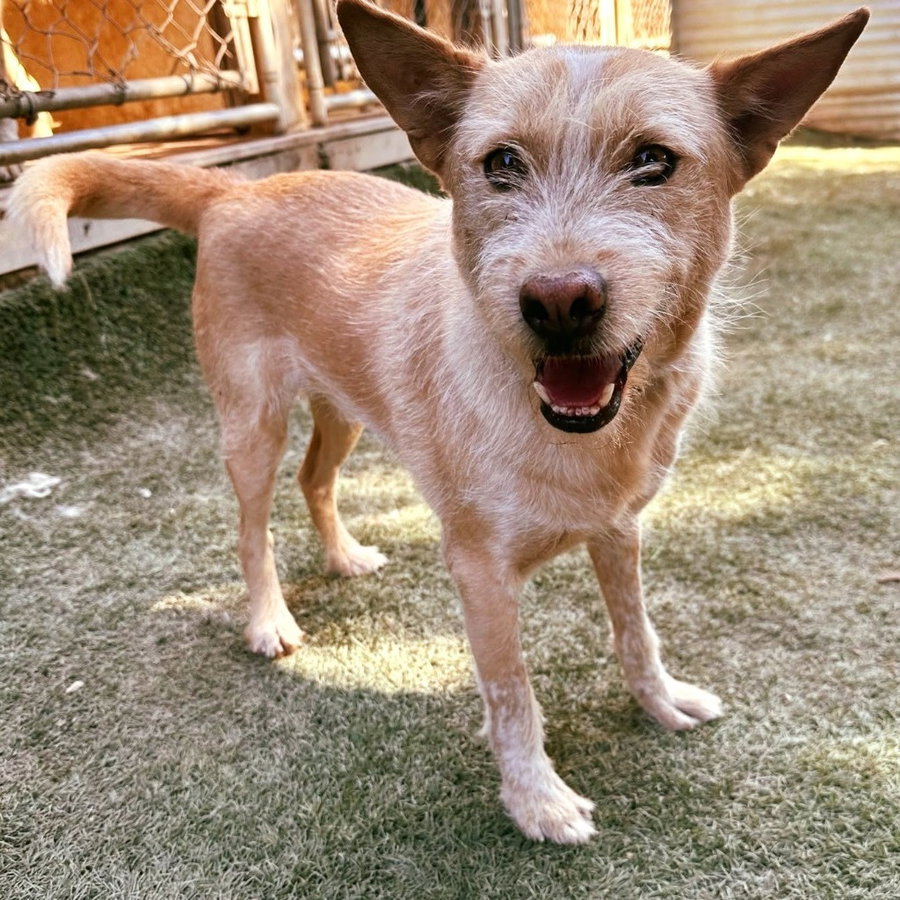 Nier (Soi Dog)