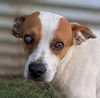 adoptable Dog in  named Lupin