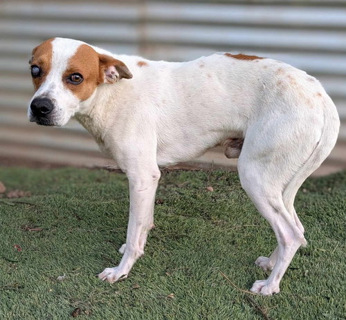 LUPIN - Jack Russell Terrier / Australian Cattle Dog/Blue Heeler available for adoption