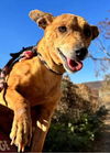 adoptable Dog in  named Cobbler