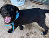 adoptable Dog in  named Mojarra