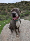 adoptable Dog in  named Jughead