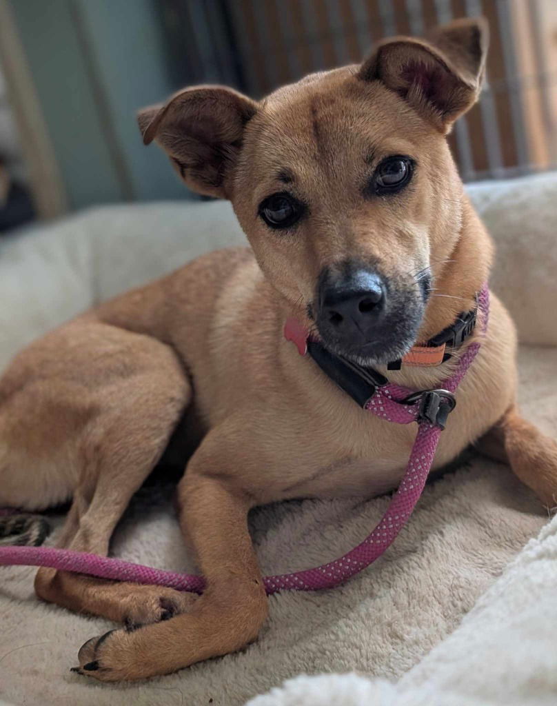 adoptable Dog in San Diego, CA named Motor (Soi Dog)