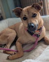 adoptable Dog in  named Motor (Soi Dog)
