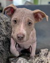 adoptable Dog in  named Muggs