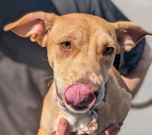 picture of the dog needing adoption