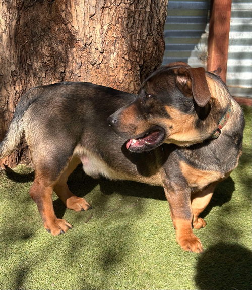 MANCHEGO - Dutch Shepherd / Basset Hound available for adoption