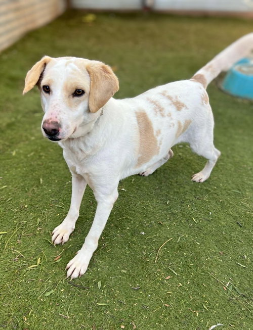 MEGAN (KSAR) - Afghan Hound / Beagle available for adoption