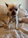 adoptable Dog in  named Palermo