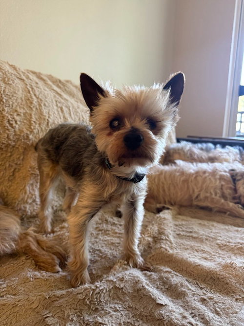 PALERMO - Yorkshire Terrier Yorkie available for adoption
