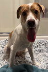 adoptable Dog in  named Messina