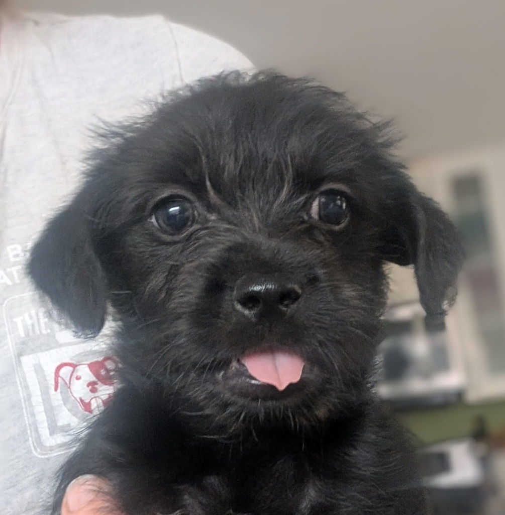 adoptable Dog in San Diego, CA named Marshmallow