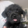 adoptable Dog in  named Marshmallow