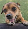 adoptable Dog in  named Charlie