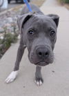 adoptable Dog in  named Snax