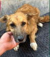 adoptable Dog in  named Angler