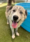 adoptable Dog in  named Whiskey