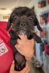 adoptable Dog in San Diego, CA named Sierra